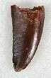 Serrated Raptor Tooth From Morocco - #22993-1